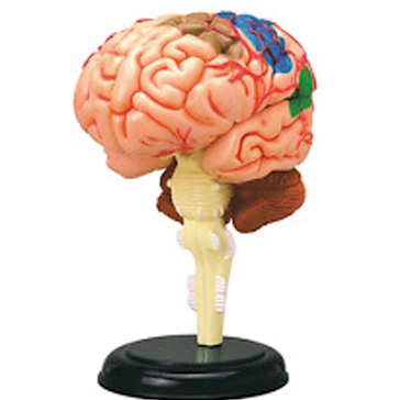Modelo a escala 4d cerebro
