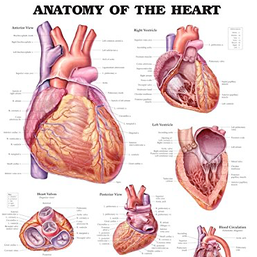 Poster laminado  medidas 66 cm x 51 cm anatomia corazon
