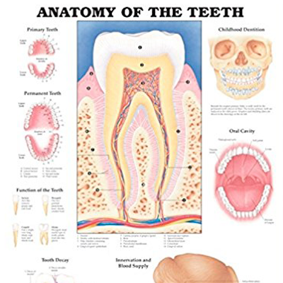 Poster laminado  medidas 66 cm x 51 cm dientes