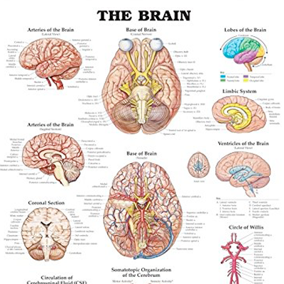 Poster laminado  medidas 66 cm x 51 cm cerebro