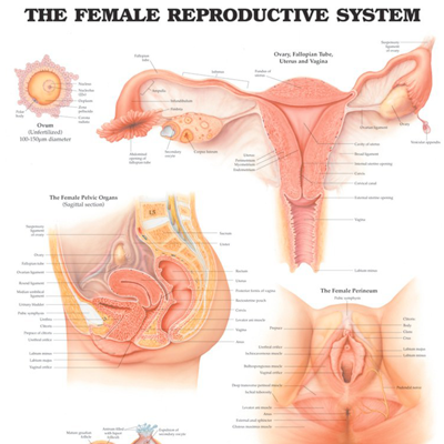Poster laminado  medidas 66 cm x 51 cm sistema reproductivo 