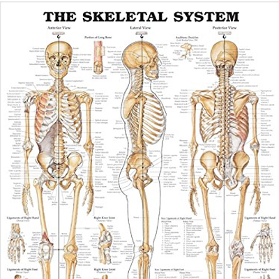 Poster laminado  medidas 66 cm x 51 cm sistema esqueletico  