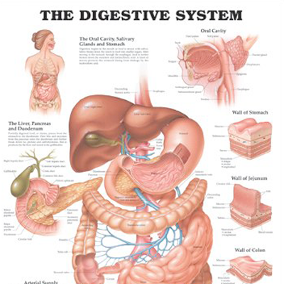 Poster laminado  medidas 66 cm x 51 cm sistema digestivo