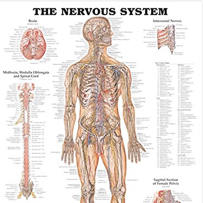 Poster laminado  medidas 66 cm x 51 cm sistema nervioso